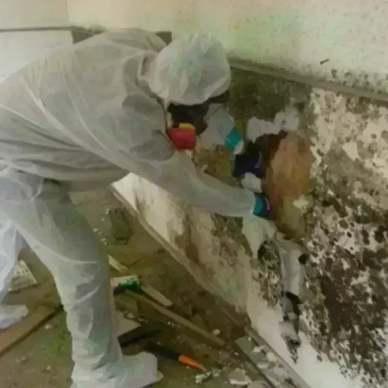 Mold Remediation and Removal in Sterling, VA